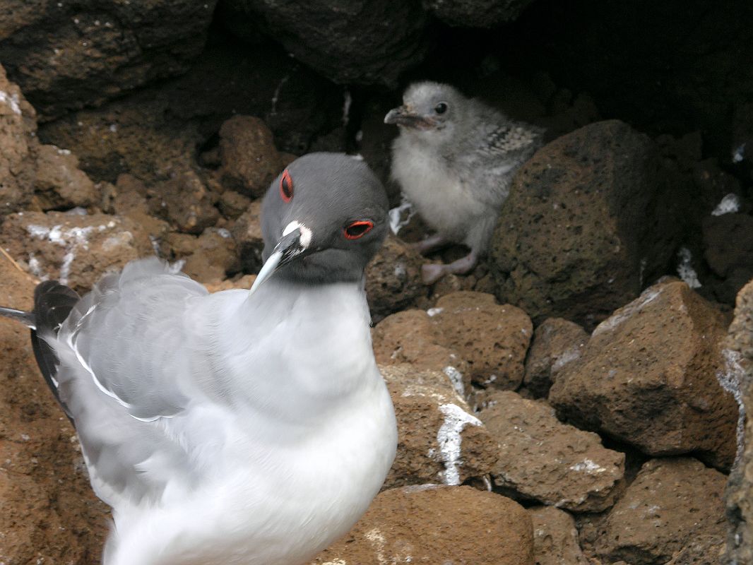 Galapagos 2-1-18 North Seymour Swallow-tailed Gulls